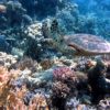 珊瑚を守ってシュノーケリング！オススメ日焼け止め4選と海に優しい紫外線対策。